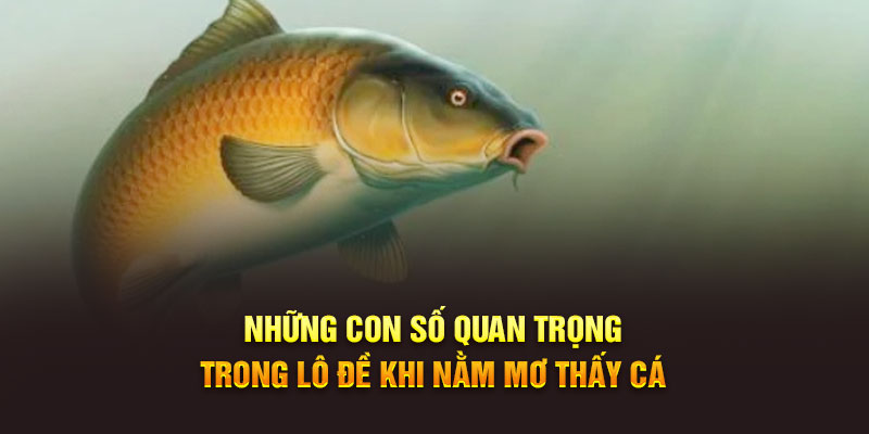 Những con số quan trọng trong lô đề khi nằm mơ thấy cá