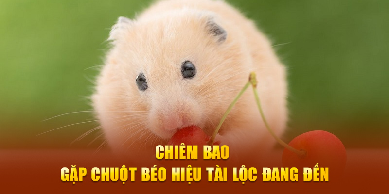 Chiêm bao gặp chuột béo hiệu tài lộc đang đến