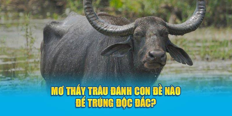 Mơ thấy trâu đánh con đề nào để trúng độc đắc?