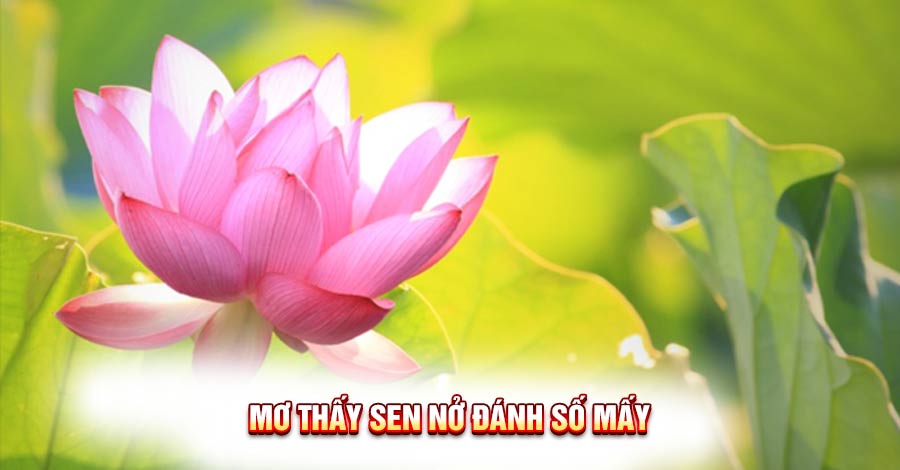 Giải Mã Giấc Mơ Thấy Bông Sen: Bí ẩn và con số may mắn